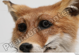 Fox  2 eye 0004.jpg